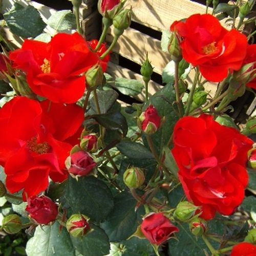 Rojo vivo claro - Árbol de Rosas Flor Simple - rosal de pie alto- forma de corona tupida